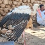 حاتم كلودة.. داعية سوداني يحوّل «تيك توك» إلى منبر للوعي